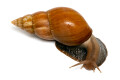 Lissachatina fulica Madagascar adult